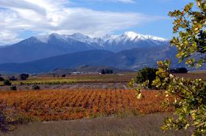 密內瓦產區 密內瓦產區