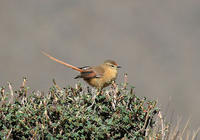 茶色針尾雀 茶色針尾雀