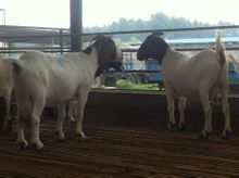 波爾山羊純種大母羊