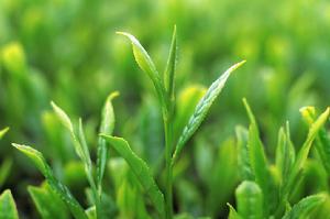 鹿鳴貢茶 鹿鳴貢茶