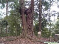 格氏栲自然保護區