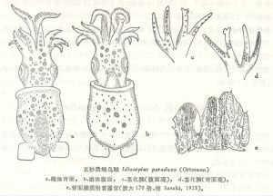玄妙微鰭烏賊 玄妙微鰭烏賊