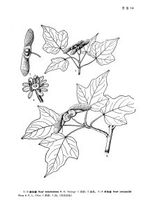 小昌化槭 小昌化槭