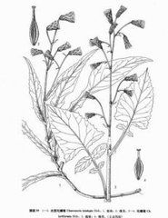 四川毛鱗菊 四川毛鱗菊