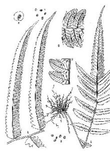 糙葉毛蕨 糙葉毛蕨