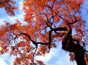 五十二嶺古道 五十二嶺古道