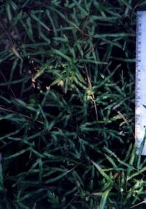 狹葉海金沙 狹葉海金沙