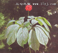 黃芪洋參絲瓜湯