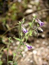 灰毛風鈴草 灰毛風鈴草