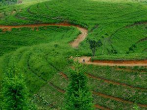 南盆新寨村 南盆新寨村