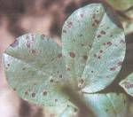 蠶豆葡萄孢盤菌 蠶豆葡萄孢盤菌