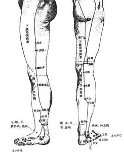 （圖）下肢部經絡腧穴2