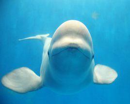 白鯨[一角鯨科動物]