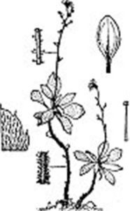 伏毛虎耳草 伏毛虎耳草