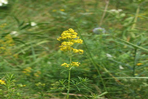 蓬子菜 (原變種) 蓬子菜 (原變種)