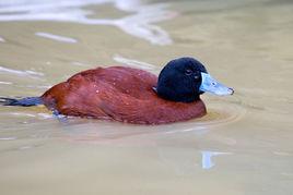 南美硬尾鴨 南美硬尾鴨