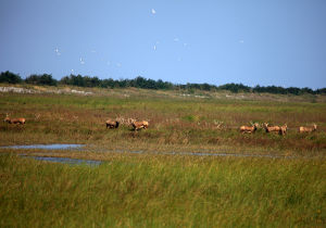 大豐市國家級生態示範區 大豐市國家級生態示範區