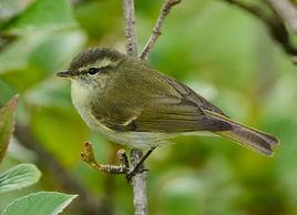 暗綠柳鶯 暗綠柳鶯