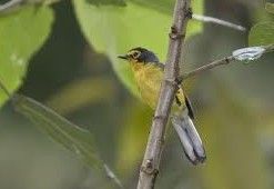 黑頭鴝鶯 黑頭鴝鶯