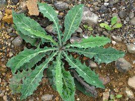 黃鵪菜組 黃鵪菜組