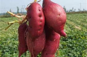 台灣番薯 台灣番薯