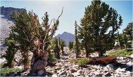 狐尾松樹 狐尾松樹