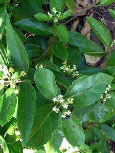 少花雞眼藤(新變種) 少花雞眼藤(新變種)