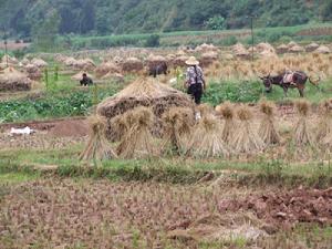 小江口自然村水田