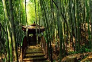 五峰山森林公園 五峰山森林公園