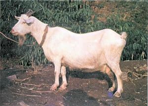 川東白山羊 川東白山羊