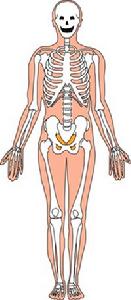 骨