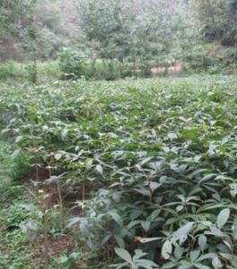 小果七葉樹 小果七葉樹