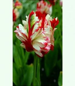 永遠的奧古斯都 永遠的奧古斯都