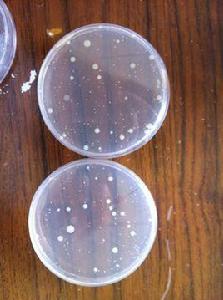 平皿計數法 平皿計數法