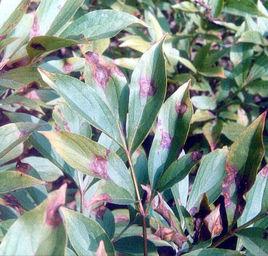 牡丹紅斑病 牡丹紅斑病