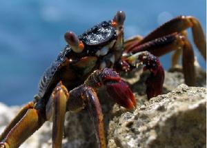 布雷維招潮蟹 布雷維招潮蟹