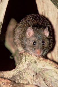 玻里尼西亞鼠 玻里尼西亞鼠