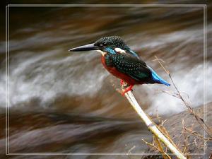 （圖）斑頭大翠鳥