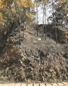 12·24梧桐山森林火災 12·24梧桐山森林火災