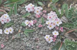 高原點地梅 高原點地梅