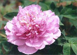 藍寶石牡丹 藍寶石牡丹