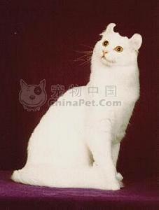 美國卷耳短毛貓