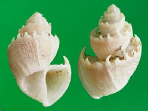 卷尾核螺 卷尾核螺