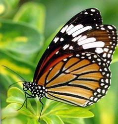 粗脈棕斑蝶 粗脈棕斑蝶