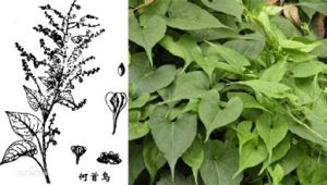 土大黃苷 土大黃苷