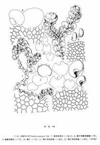 多褶耳葉苔 多褶耳葉苔