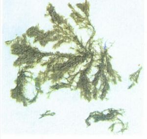 蒼白剛毛藻 蒼白剛毛藻