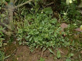 鈍齒四川碎米薺 鈍齒四川碎米薺