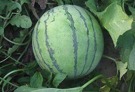 昌宏黑虎 昌宏黑虎