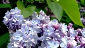 歐洲丁香 歐洲丁香